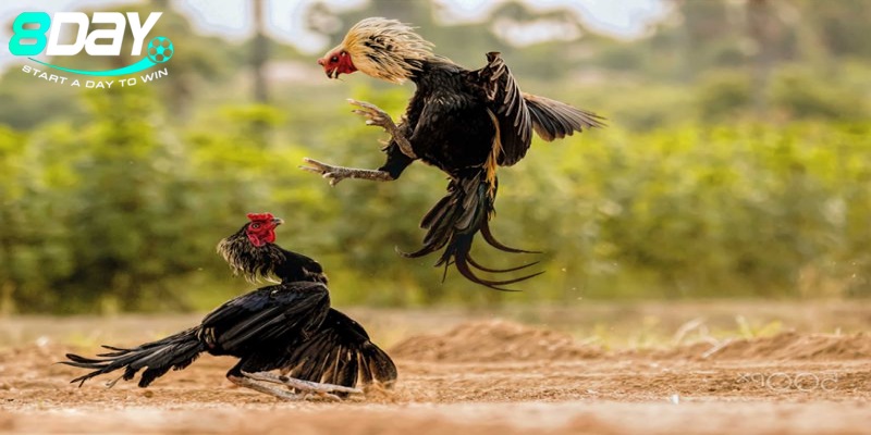 Dịch vụ hỗ trợ tận tình